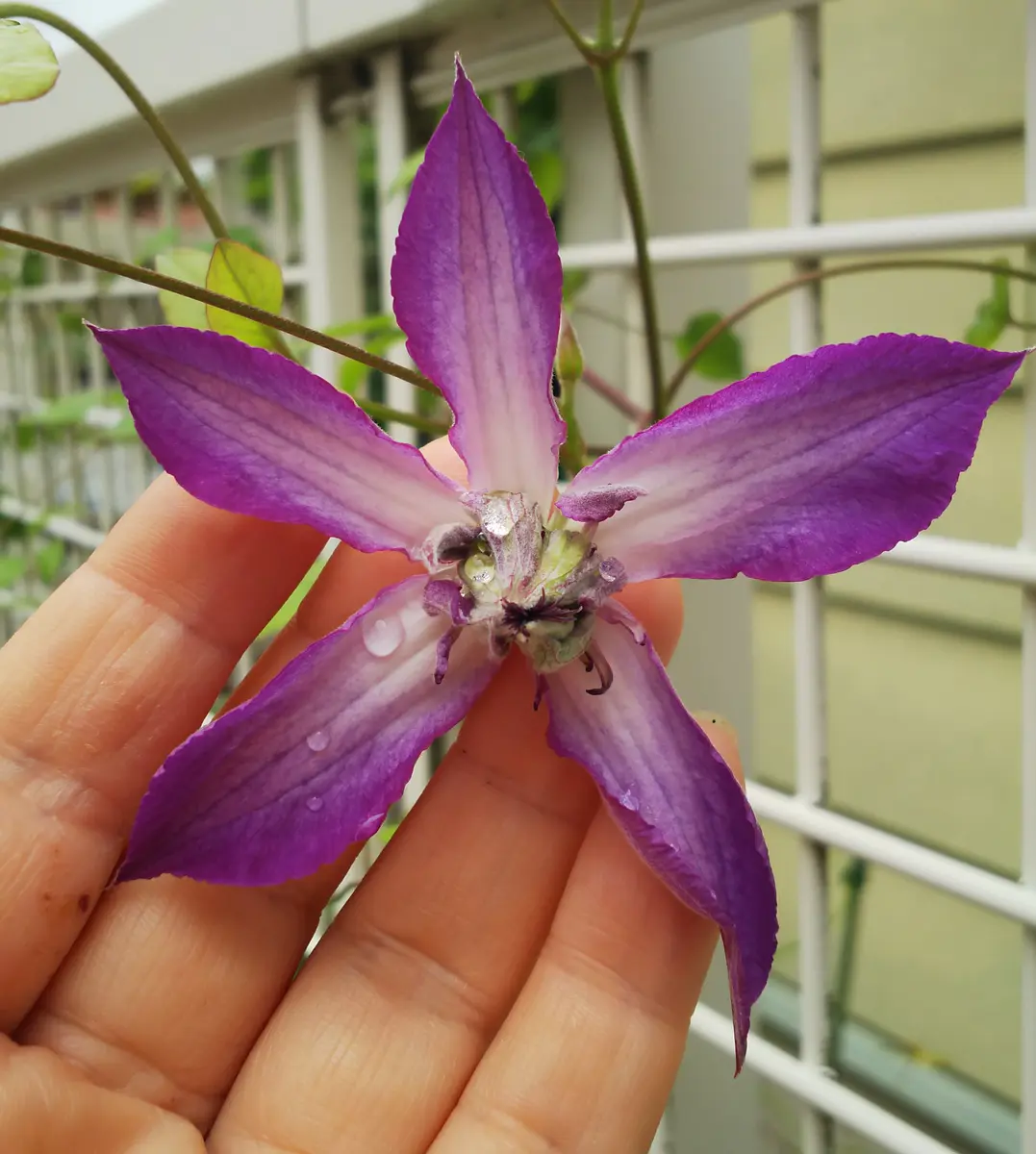 クレマチスアストラノヴァとアフロディーテナナミール｜園芸日記by花花