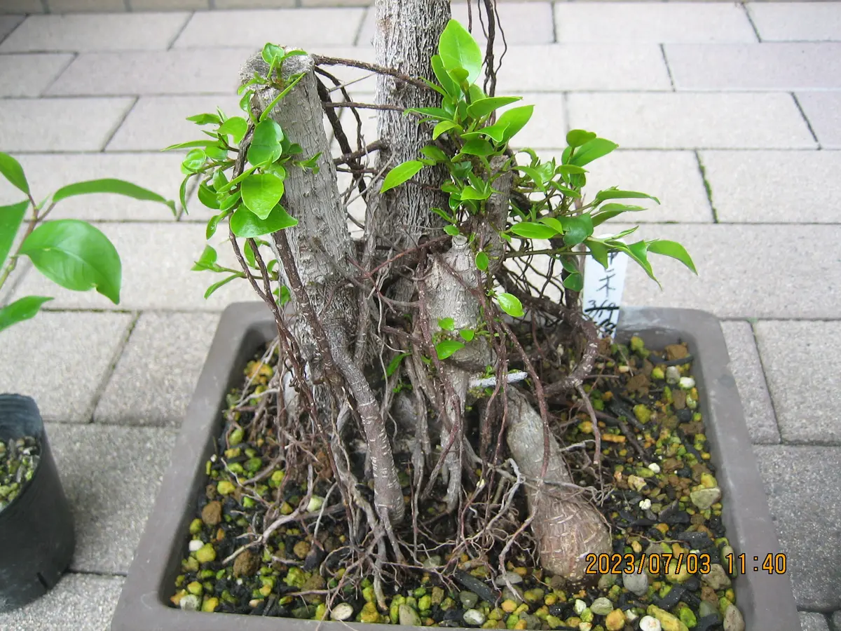 ガジュマルの復活♻💪｜園芸日記byコウノトリ｜みんなの趣味の園芸