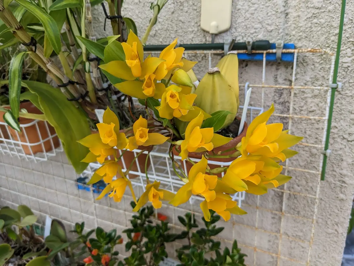 真作/橋本雅邦/蓬莱山図/勝園/祝事横物/掛軸☆宝船☆AD-815の