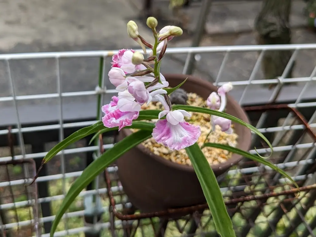 夏の洋ランが咲きました~。|園芸日記byカワモチ|みんなの趣味 夏の洋ランが咲きました~。|園芸日記byカワモチ|みんなの趣味