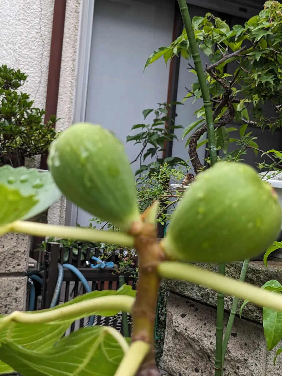 Anamaria 挿木苗 イチジク界の巨匠がベタ褒めの品種！ 販売 中