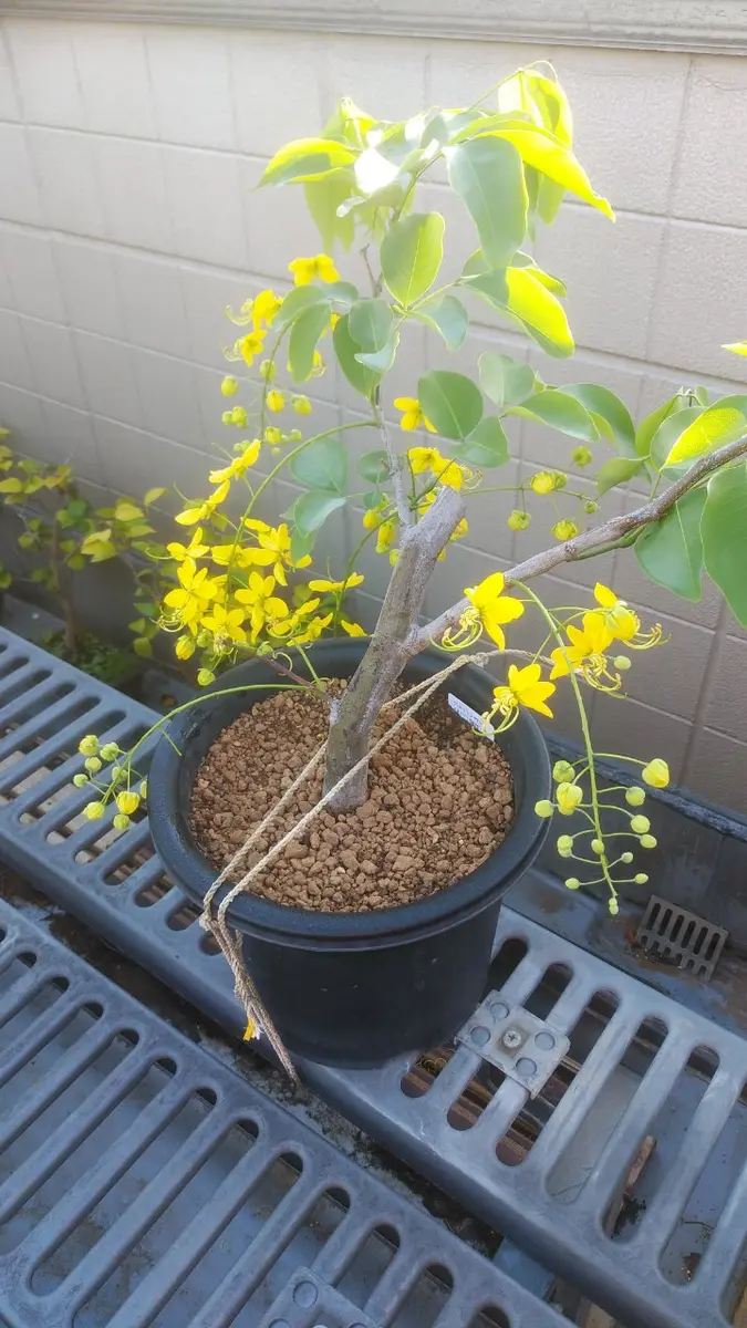 ゴールデン シャワー　苗　観葉植物　黄色花　園芸・花卉　グリーン 楽天市場】ゴールドシャワー 鉢植え : 千草園芸