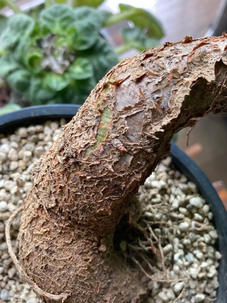 ボトルツリー 2025、7/25撮影 希少ブラキキトン ディスカラー新芽でてます ボトルツリー 2025、7/25撮影 希少ブラキキトン ディスカラー新芽でてます