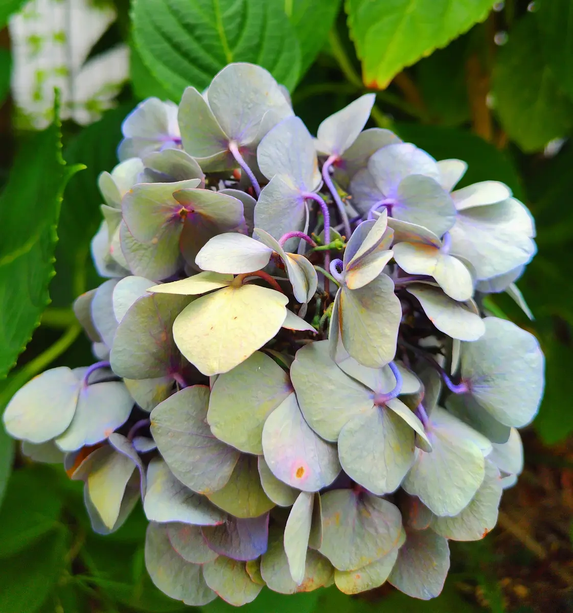 咲き終わりの紫陽花|園芸日記byjictenko|みんなの趣味の園芸 咲き終わりの紫陽花|園芸日記byjictenko|みんなの趣味の園芸