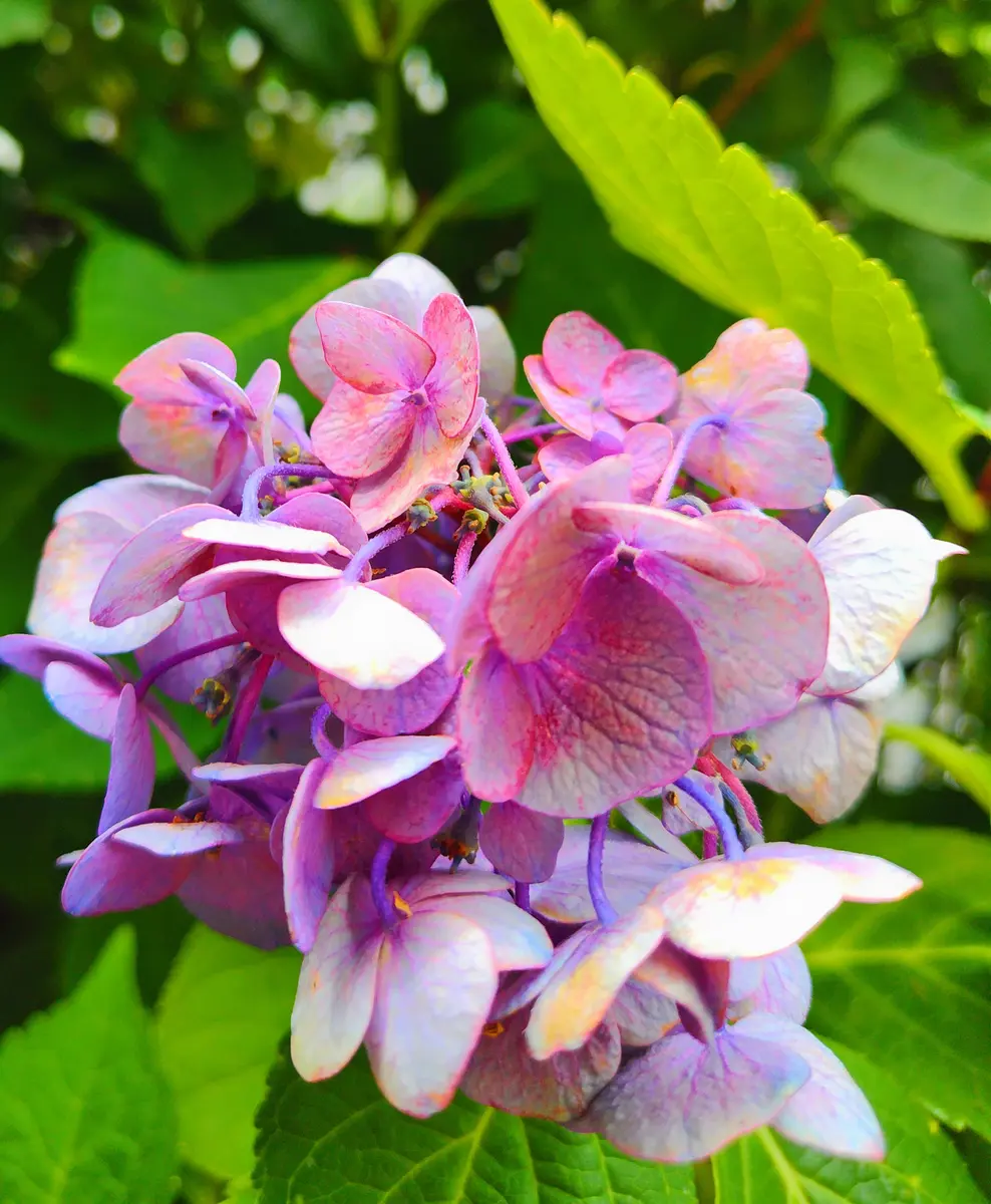 咲き終わりの紫陽花｜園芸日記byjictenko｜みんなの趣味の園芸