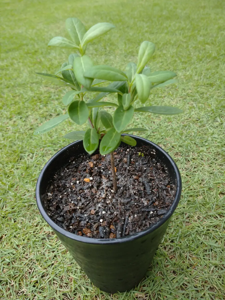 鉢植え ハニーサックル・ニチニチソウ｜園芸日記bymtaka｜みんなの趣味