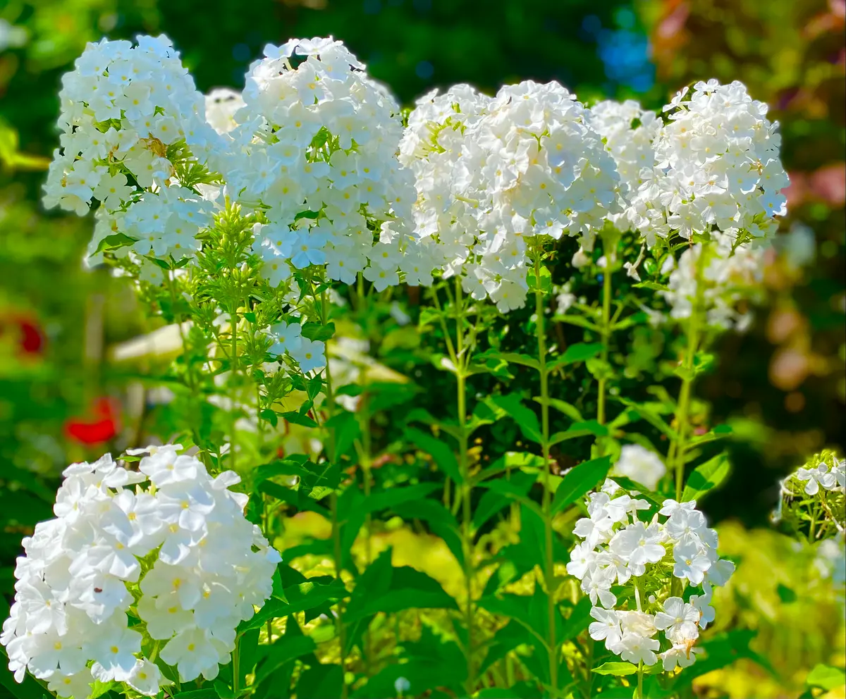 大好きな宿根フロックス、80本？｜園芸日記byミャーママ｜みんなの趣味