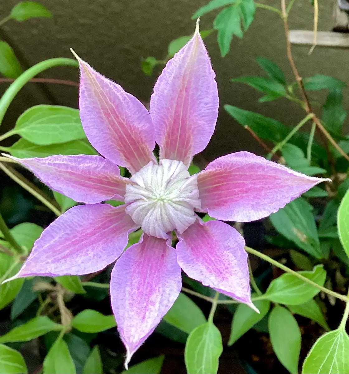 ナカツネ　クレマチス　10点 □ 湘南クレマチス園オープンガーデン - にゃんともクレキチ