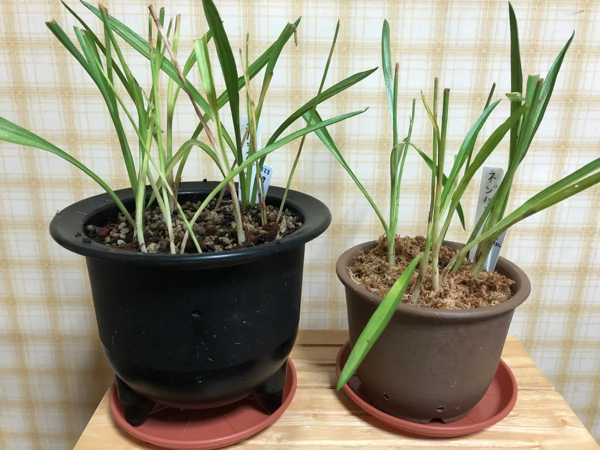 ネジバナをいただきました☺️｜園芸日記byえびねっ子｜みんなの趣味の
