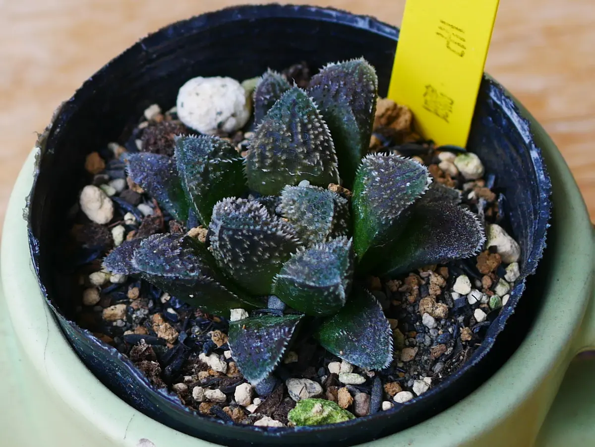 ハオルチア 毛蟹／鼓笛錦／星の林｜園芸日記byうめ｜みんなの趣味の