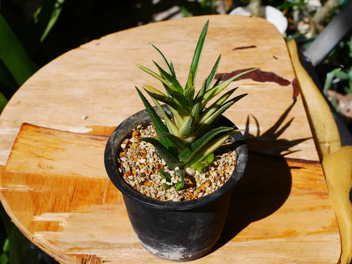 ハオルチア 毛蟹／鼓笛錦／星の林｜園芸日記byうめ｜みんなの趣味の