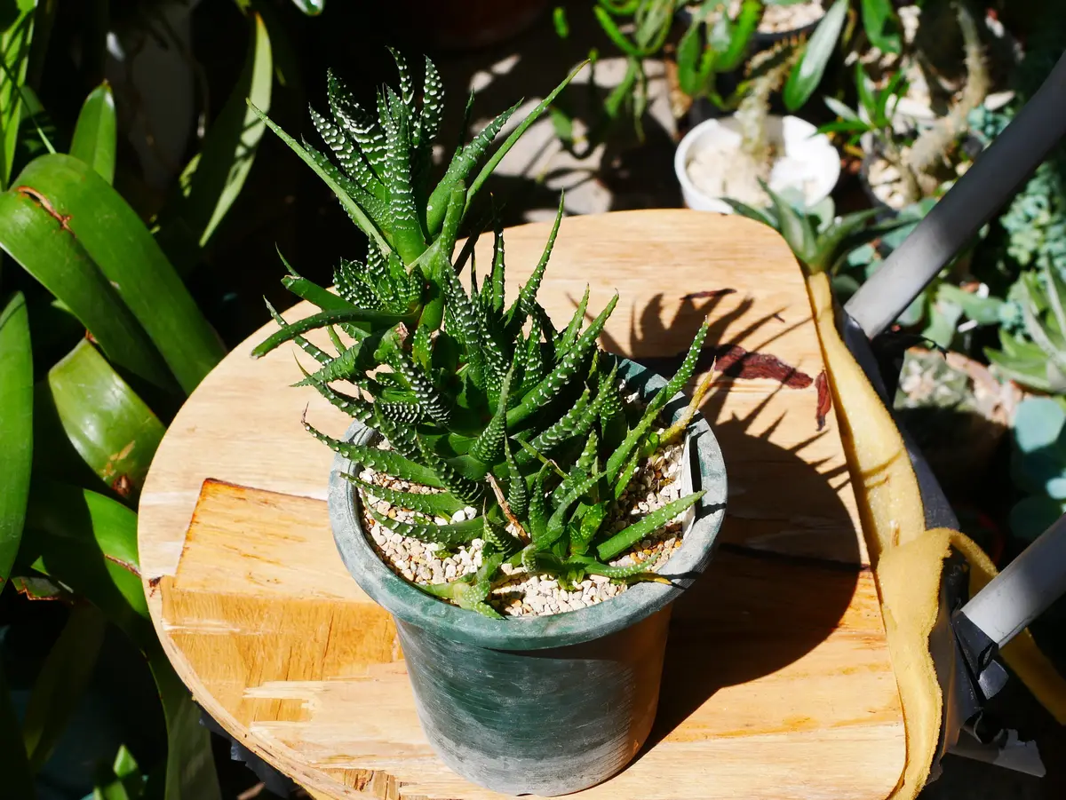 ハオルチア 毛蟹／鼓笛錦／星の林｜園芸日記byうめ｜みんなの趣味の