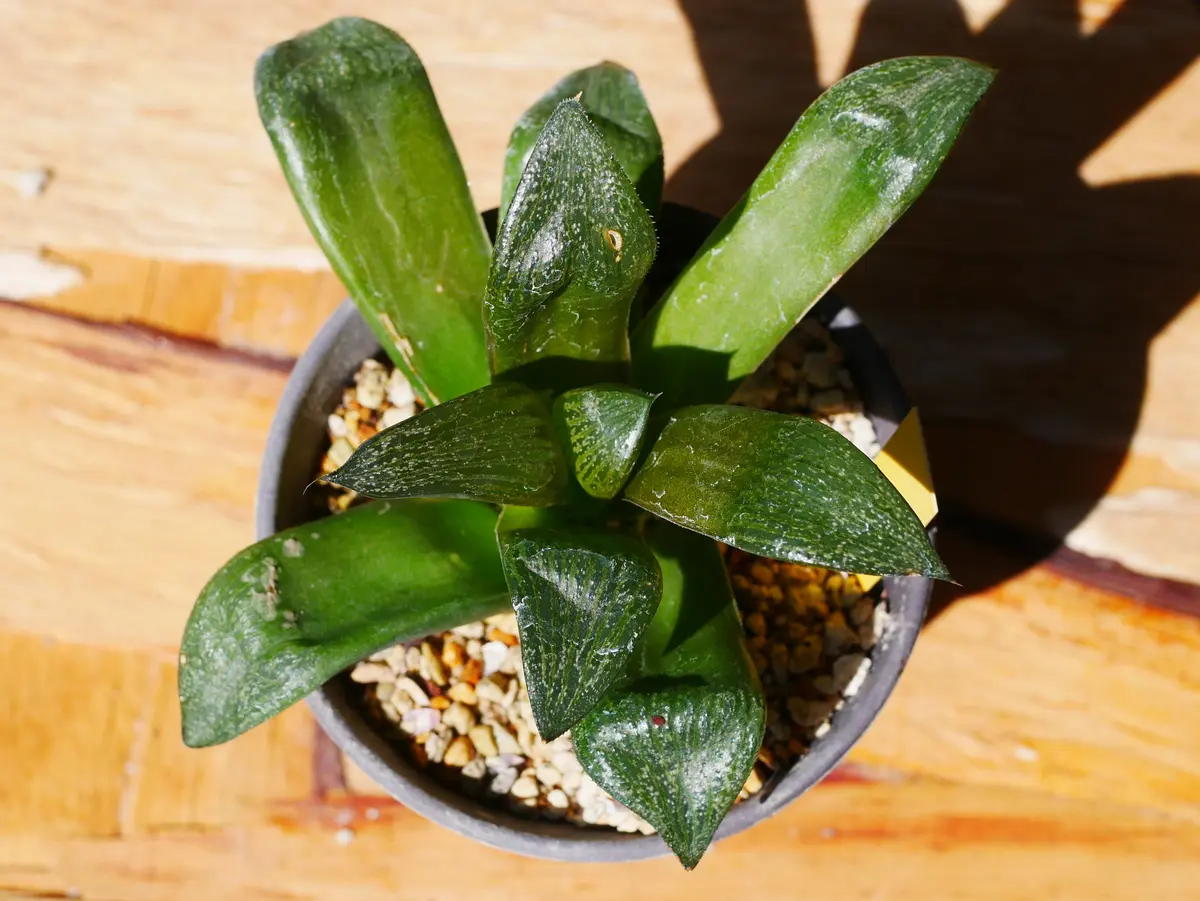 ハオルチア 三仙寿錦 極上斑（親株） ハオルチア 三仙寿錦 極上斑（親株）