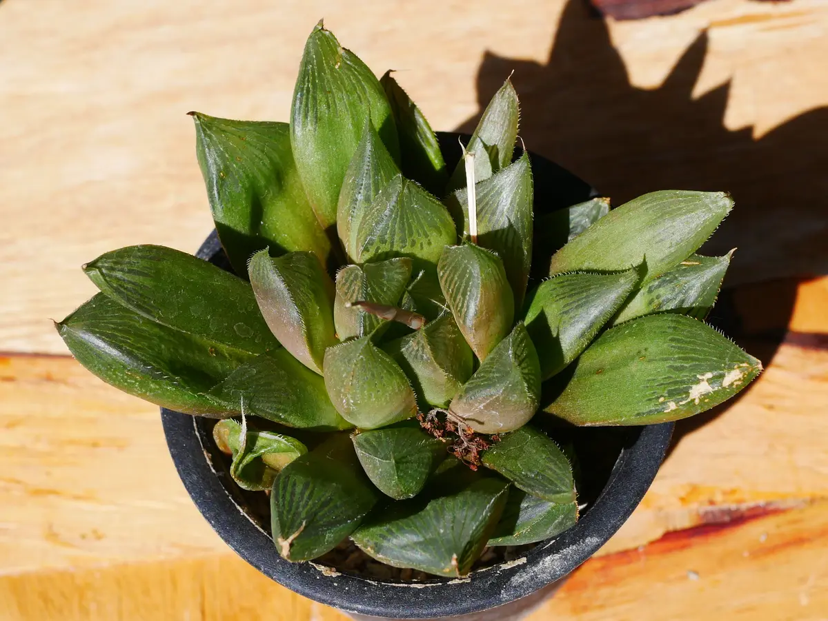 ハオルチア 紅竜／三仙寿｜園芸日記byうめ｜みんなの趣味の園芸｜1101896