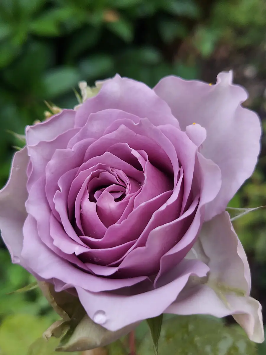 白猫ちゃん♡ピンクと紫の薔薇