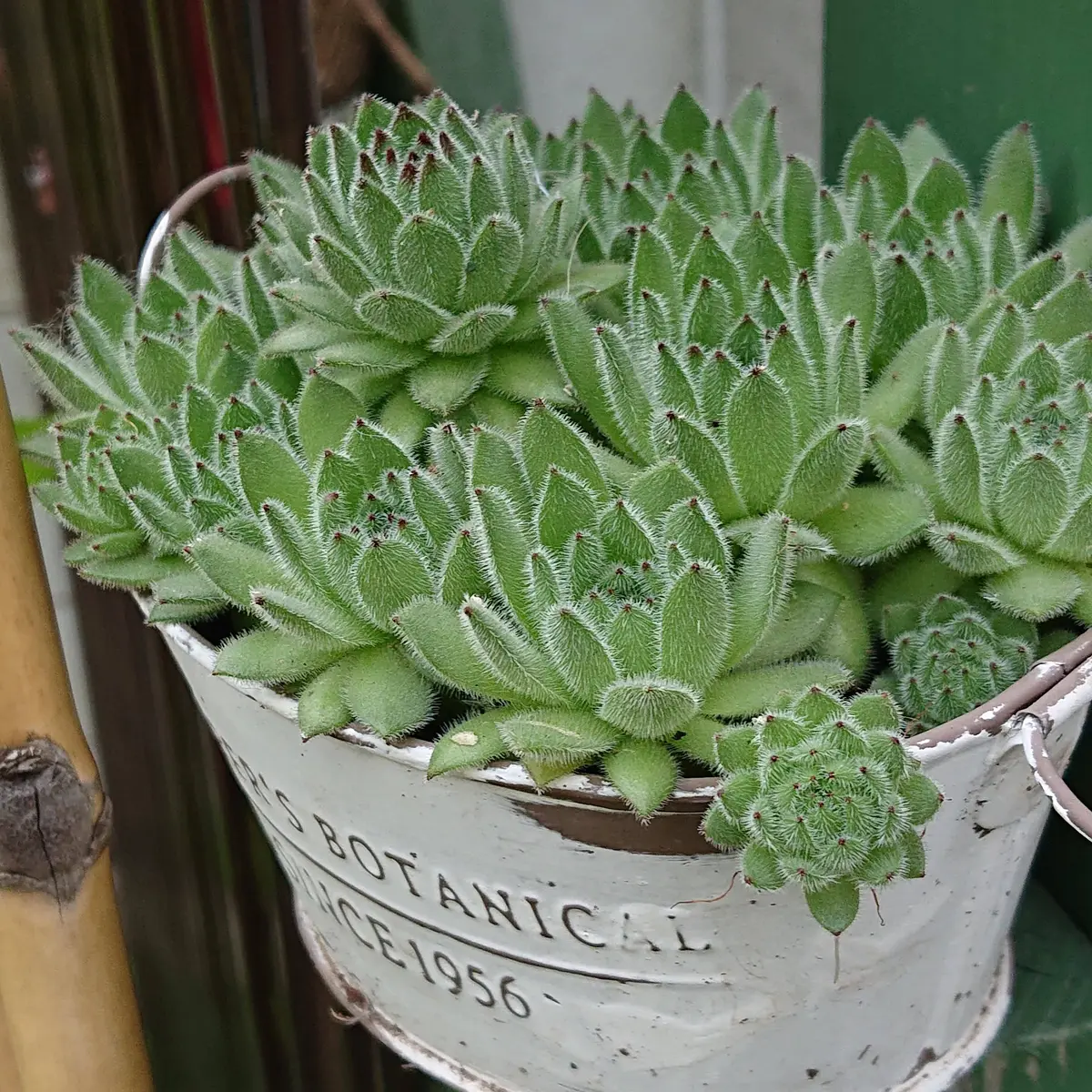 センペルビウム グリーンヴァウト｜園芸日記by黒猫さん｜みんなの趣味