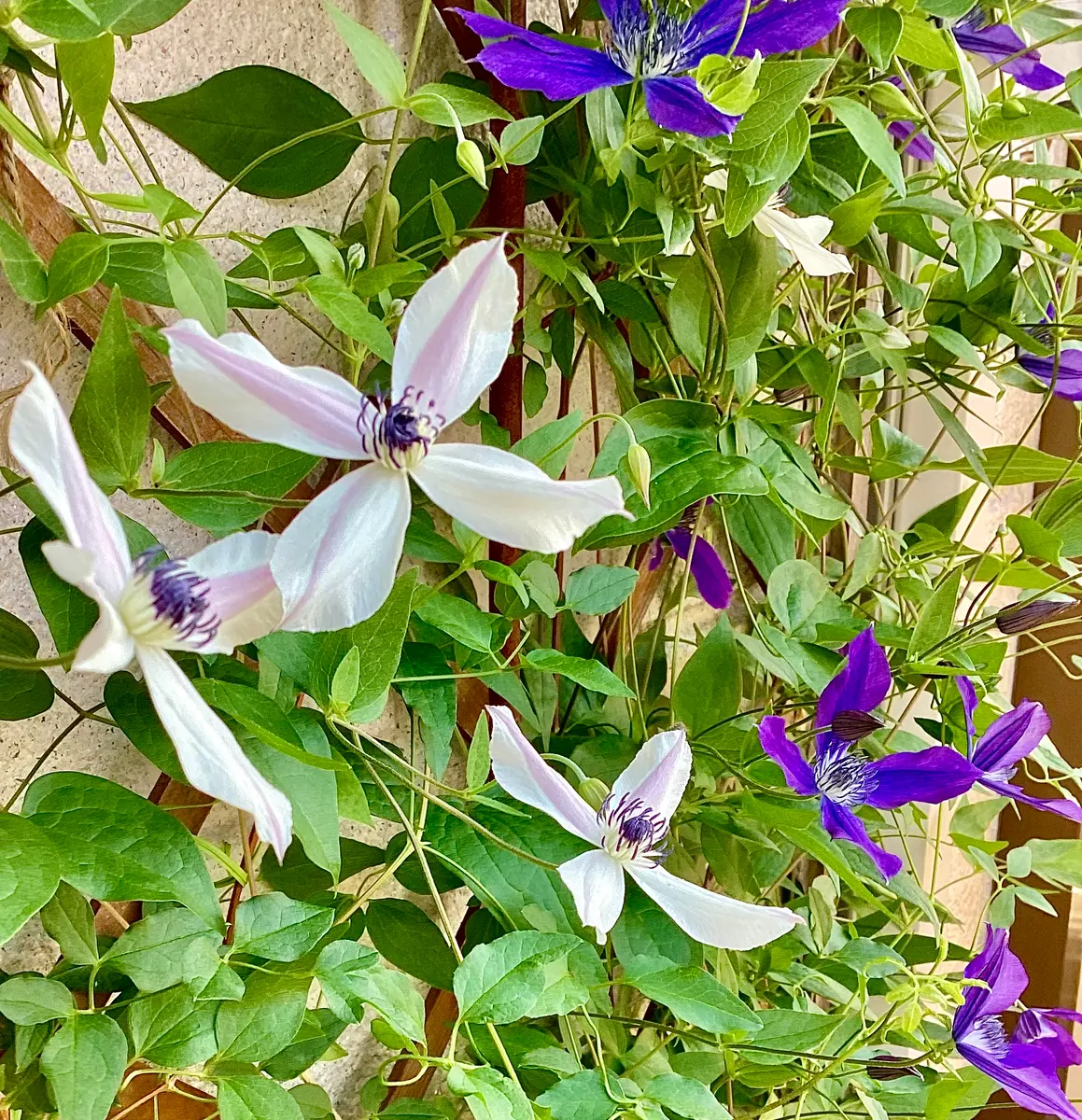 クレマチス・パルセットの2番花開花しました！ と、開き始めの