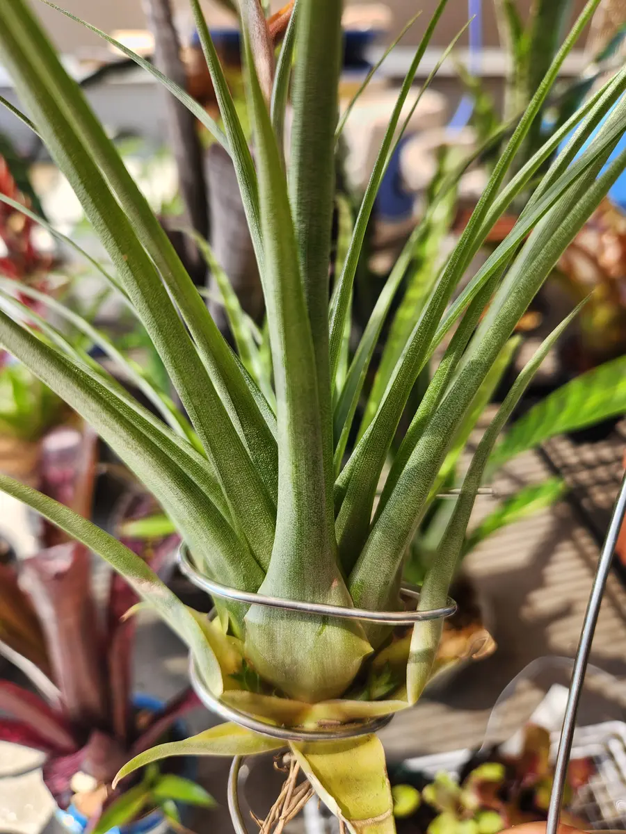 子株のみ!! チランジア ブラキフィラ ティランジア(チランジア)の子株