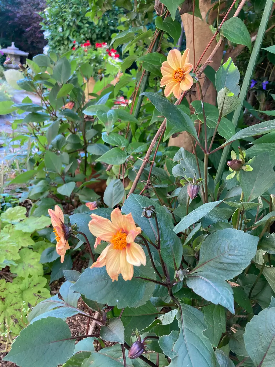 ダリア球根 616D-3 ダリアの球根｜サカタのタネ オンラインショップ