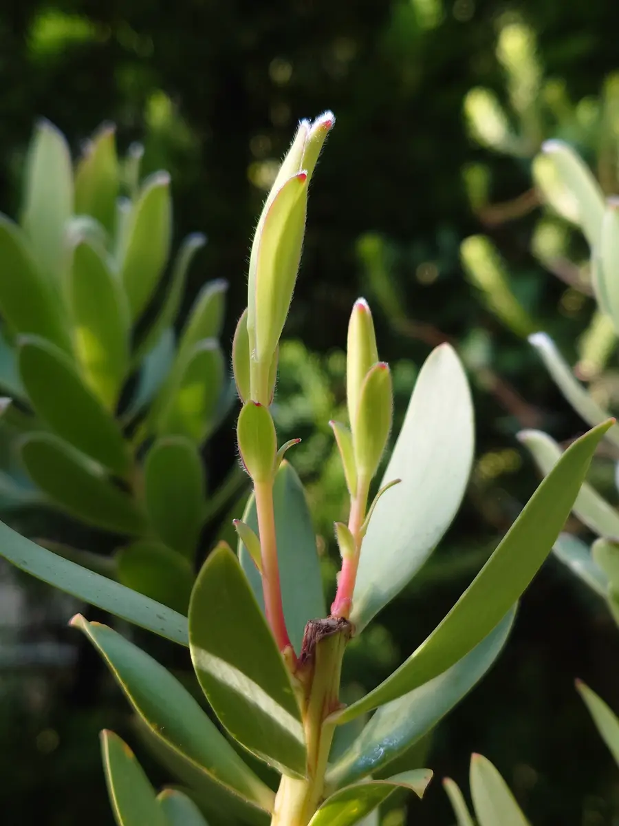 リューカデンドロン・サマーサンさん、1輪開花！！｜園芸日記