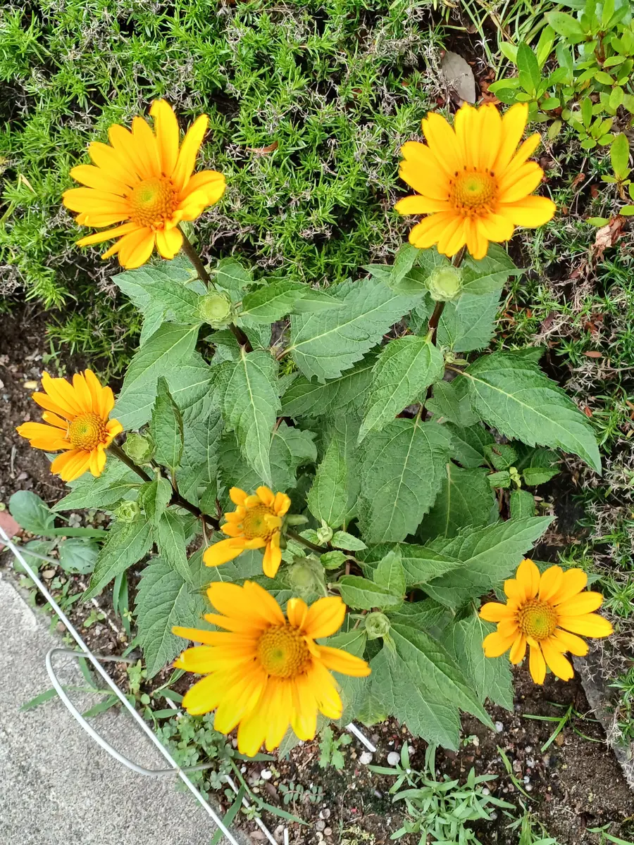 ヘリオプシス🌻(ヒメヒマワリ)｜園芸日記byひろガーデン｜みんなの趣味