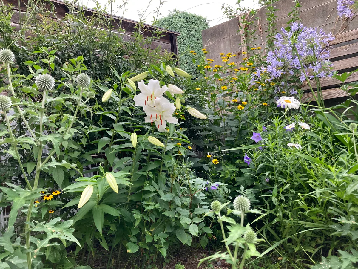 カサブランカの咲く庭✨〔写真2枚目〕-リンチャムジェイさんの日記