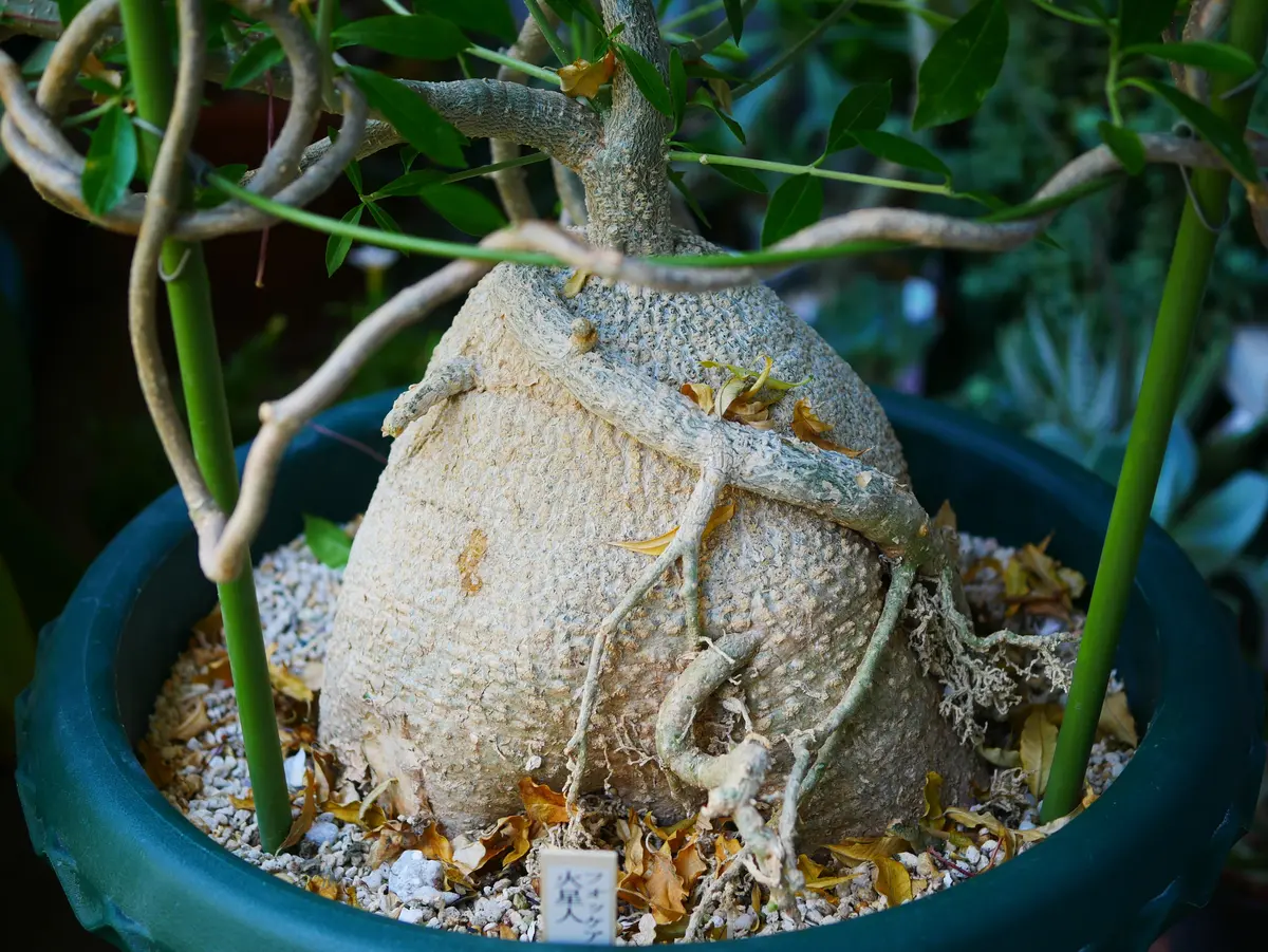 火星人 花咲きだしてます|園芸日記byうめ|みんなの趣味の園芸 火星人 花咲きだしてます|園芸日記byうめ|みんなの趣味の園芸