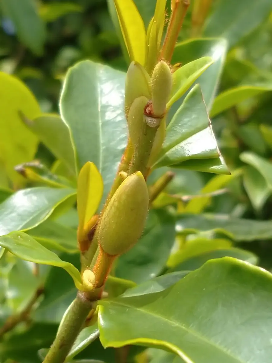 【ガチ盆栽】オガタマの木　バナナ匂い　激古 ガチ盆栽】オガタマの木 バナナ匂い 激古 オガタマ | 稲沢市の愛知農園