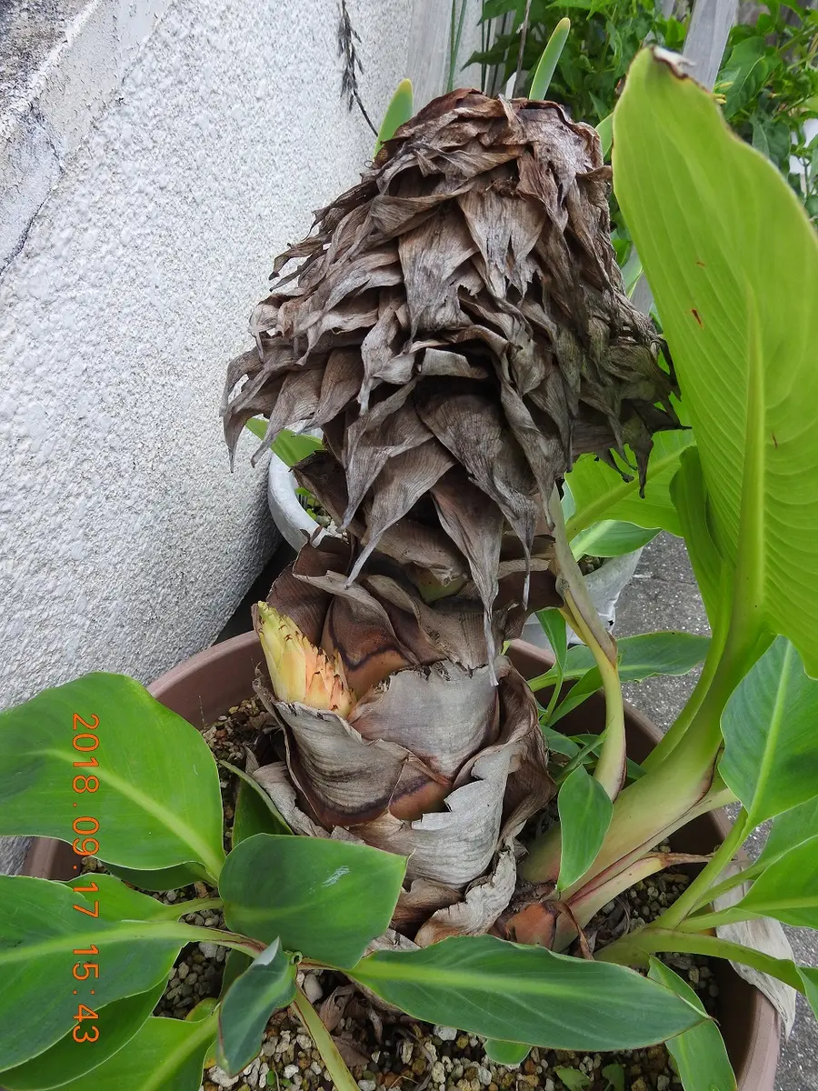【開花間近必見】★地湧金蓮★苗　特大株 6年振りに”地湧金蓮”が開花！｜園芸日記bykenchan21｜みんなの趣味の