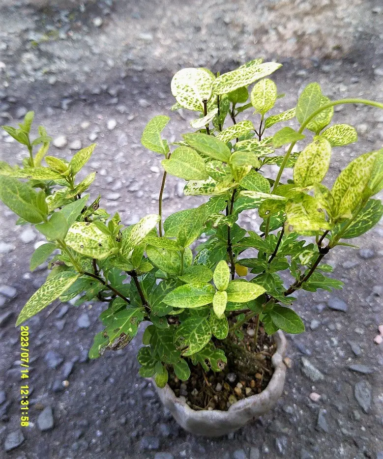 オーダー品 スイカズラとつぶつぶ草 オーダー品 スイカズラとつぶつぶ草
