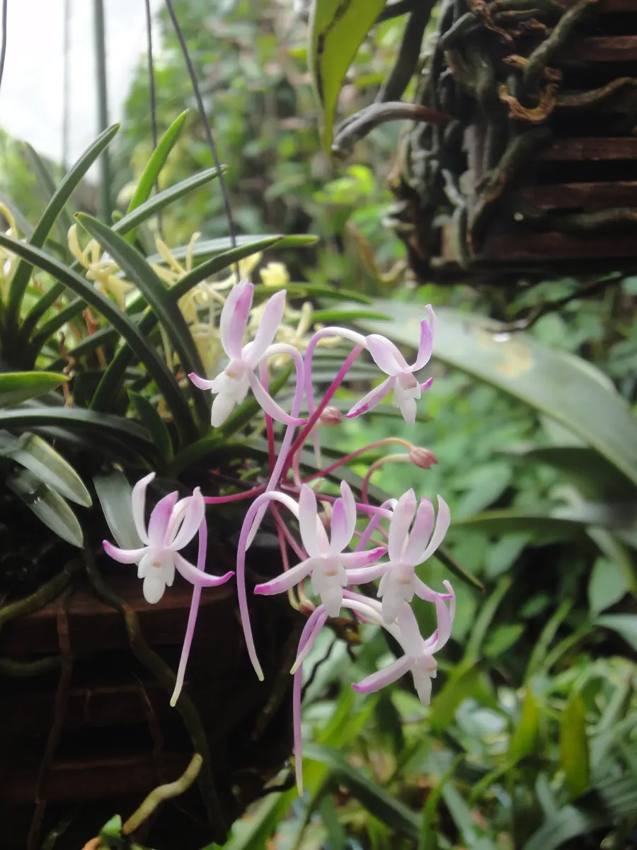 元気な風蘭　中苗　白い花 風蘭 #富貴蘭 #鉢植え #お花 #おはな #白い花 #花の香り #蘭