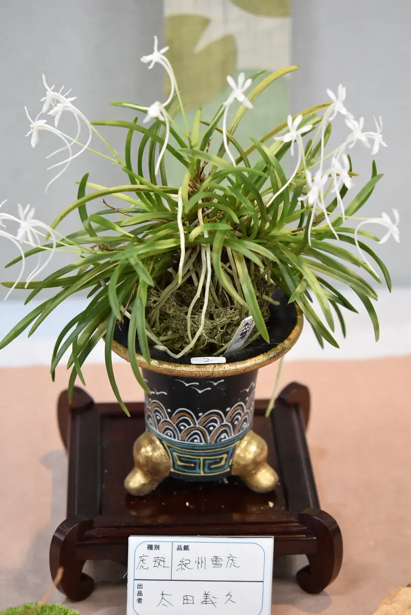 アメリカ通販ファッション 富貴蘭 恋心 （風蘭の日記一覧|赤いハナミズキさんの園芸日記 その他