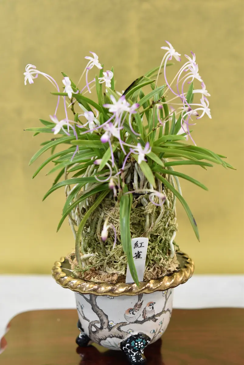 富貴蘭展｜園芸日記by赤いハナミズキ｜みんなの趣味の園芸｜1103932