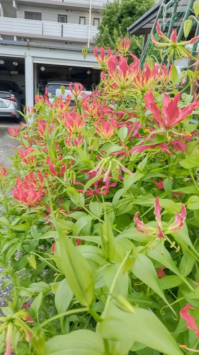 グロリオサ 花束　そら imgrc0093123079.jpg