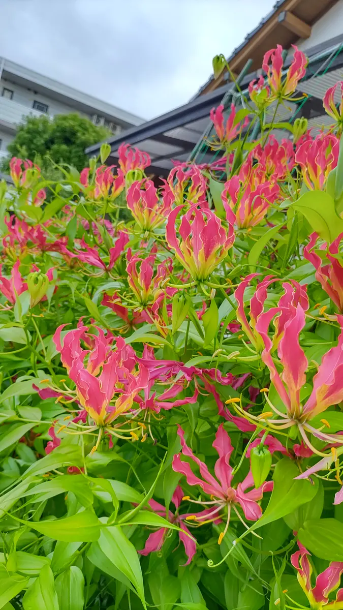 グロリオサ 花束　そら グロリオサ 花束 そら 6e33f2ba8e-1629274143