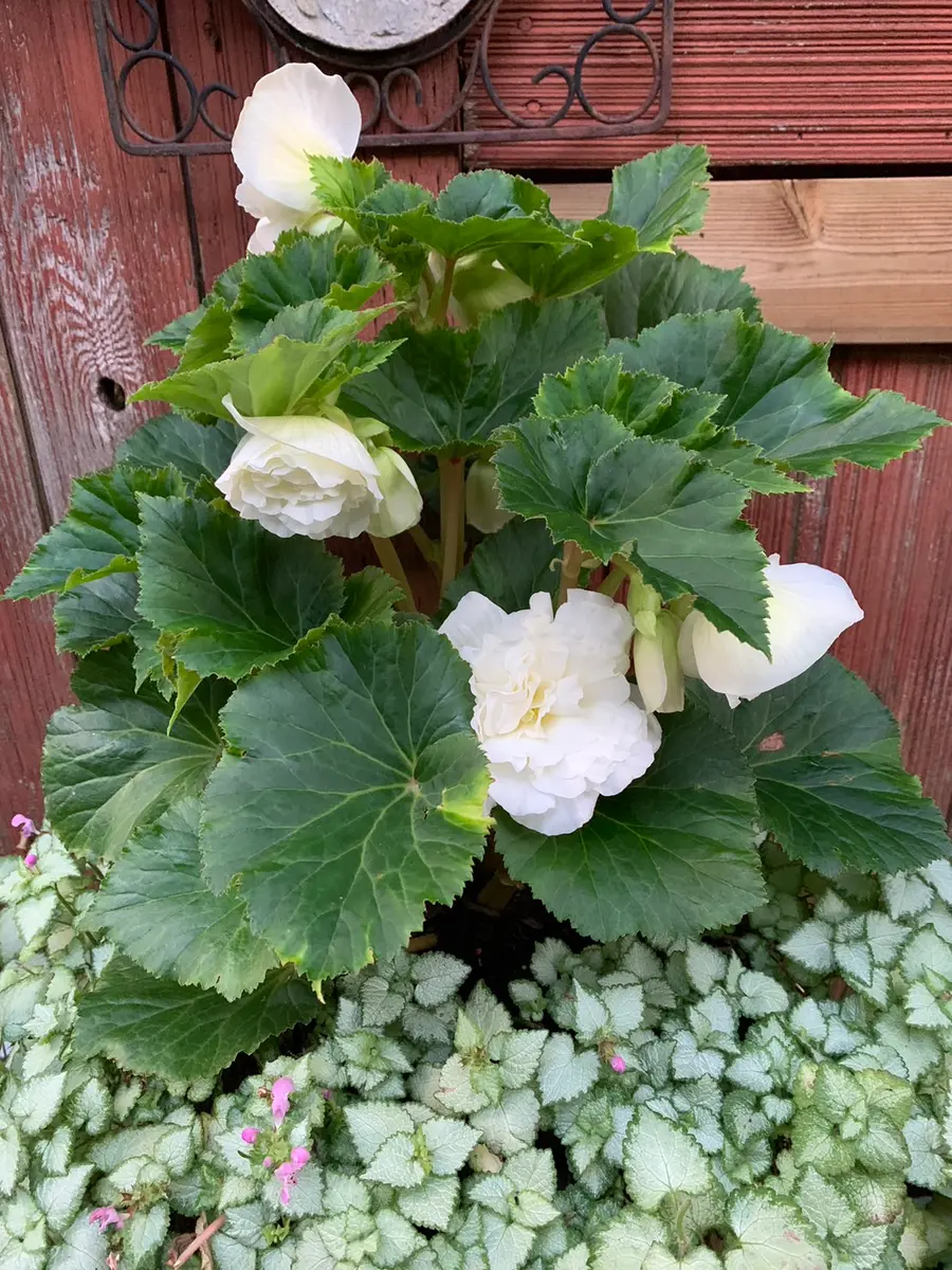 松&椿様 22点 【リクエスト】