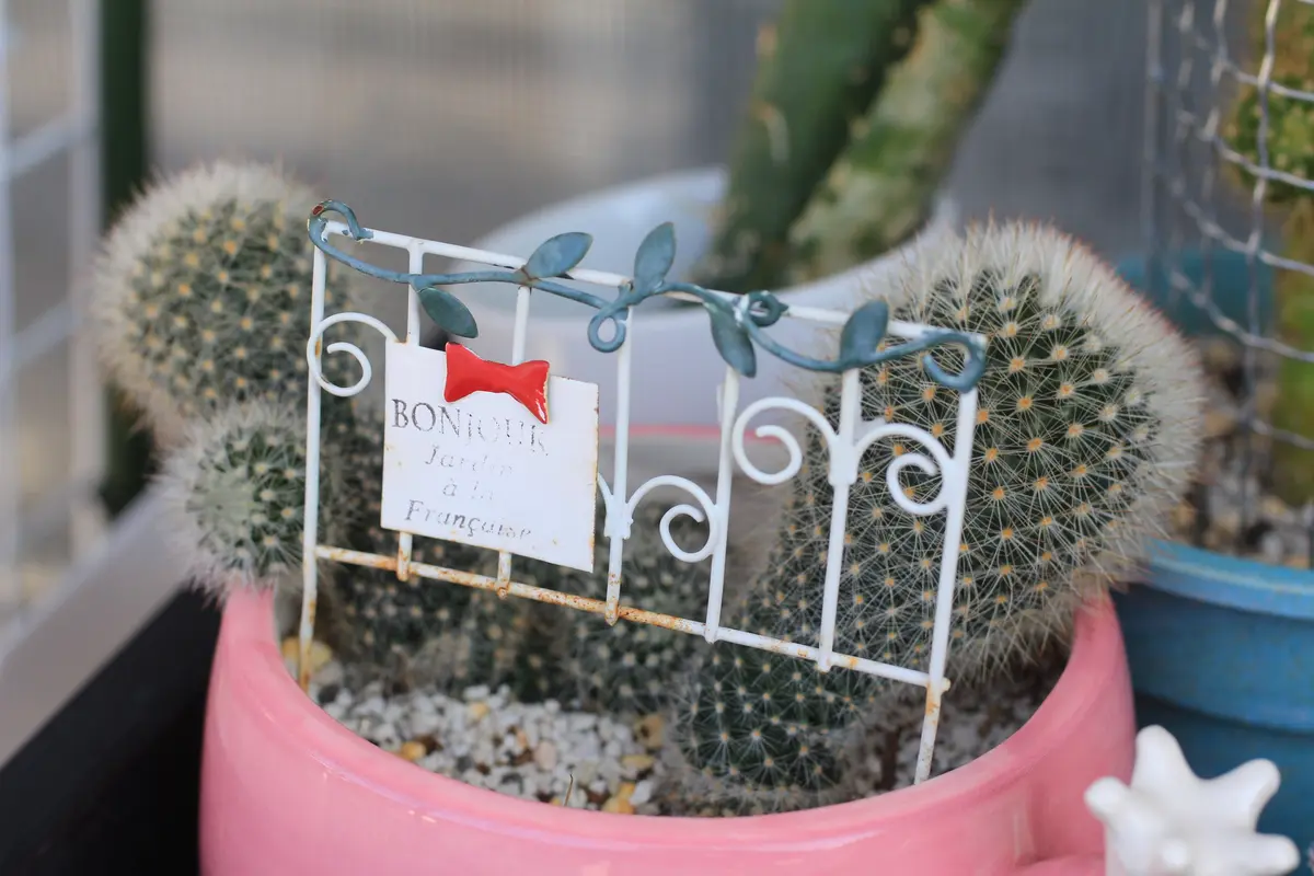 頭でっかち尻つぼみ｜園芸日記byはねこうし｜みんなの趣味の園芸｜1104233