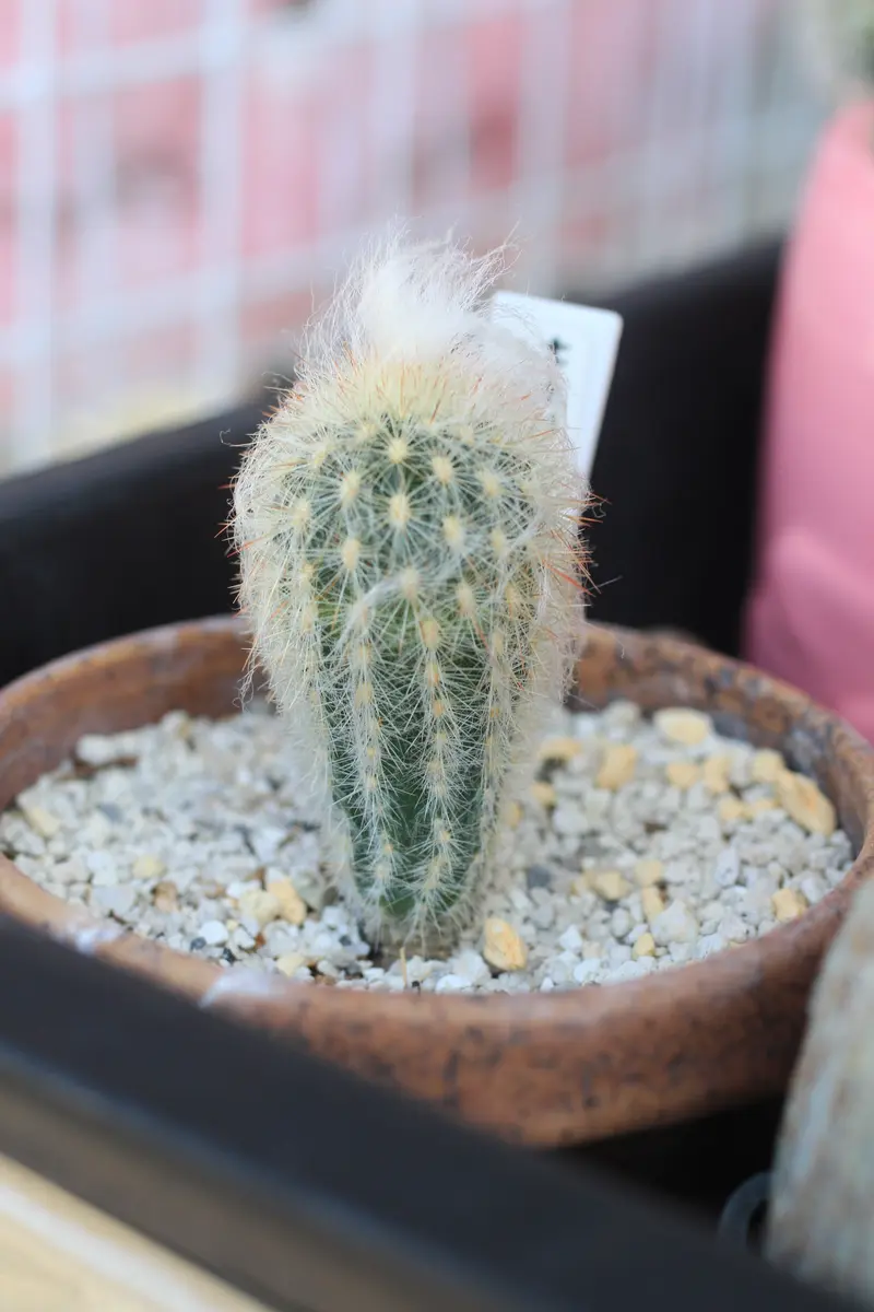 頭でっかち尻つぼみ｜園芸日記byはねこうし｜みんなの趣味の園芸｜1104233