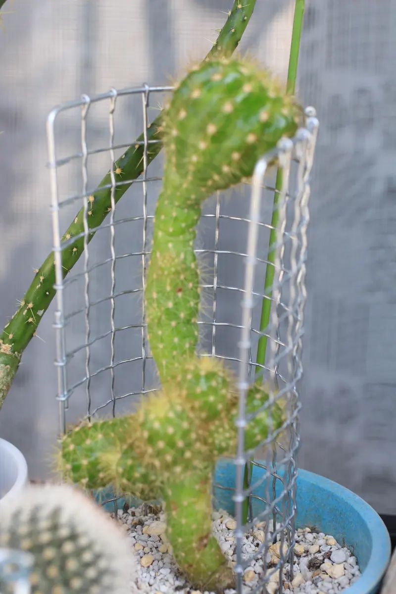 頭でっかち尻つぼみ｜園芸日記byはねこうし｜みんなの趣味の園芸｜1104233