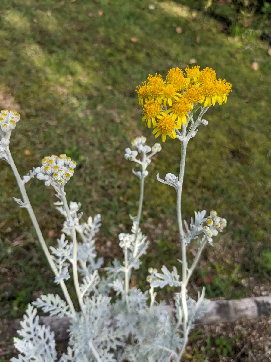 シルバーリーフの花たち｜園芸日記byめめたん｜みんなの趣味の園芸