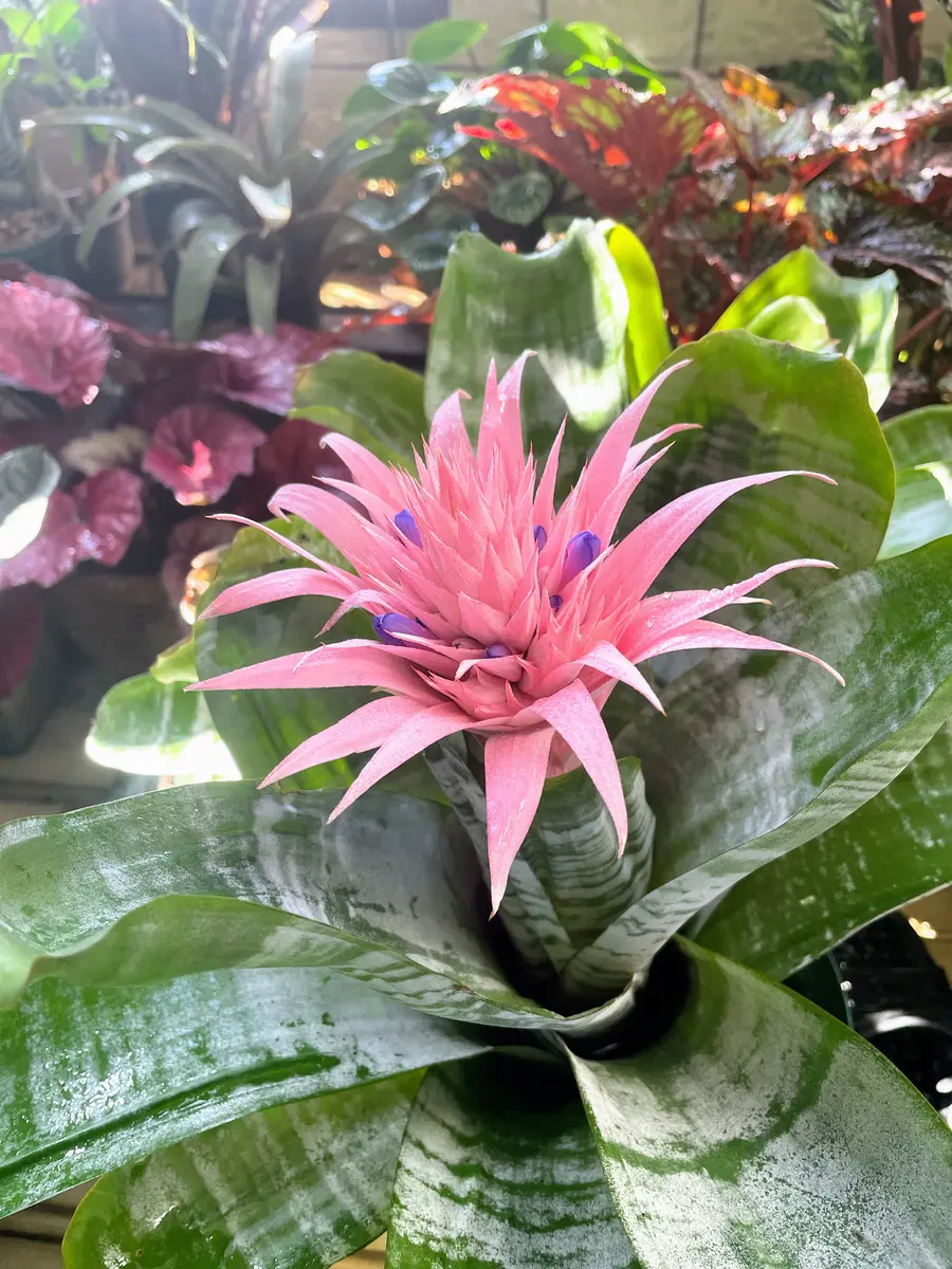 エクメアファスキアータ エクメア ファシアータ エクメア 園芸植物小