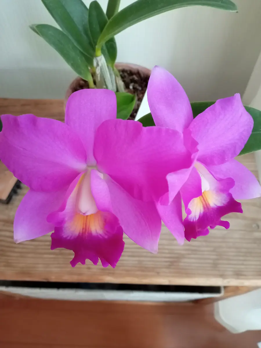 カトレア カトレア（コスモアロハ）が満開になりました🎵｜園芸日記by塔ノ岳