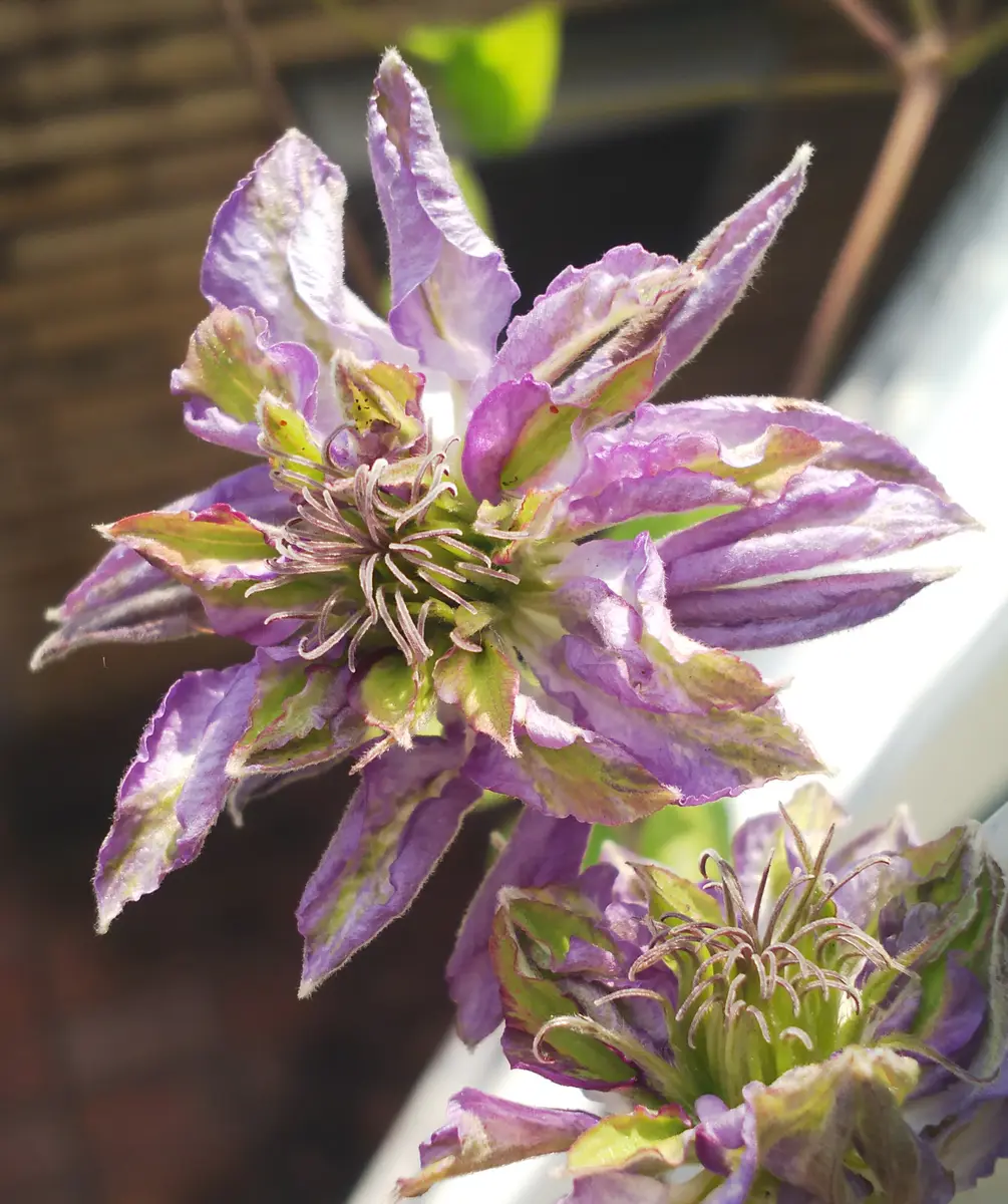 クレマチスアストラノヴァの花後｜園芸日記by花花のんびり｜みんなの