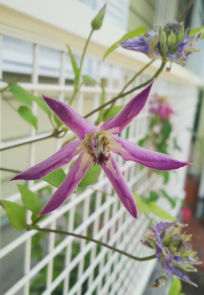 クレマチスアストラノヴァの花後〔写真3枚目〕-花花のんびりさんの日記