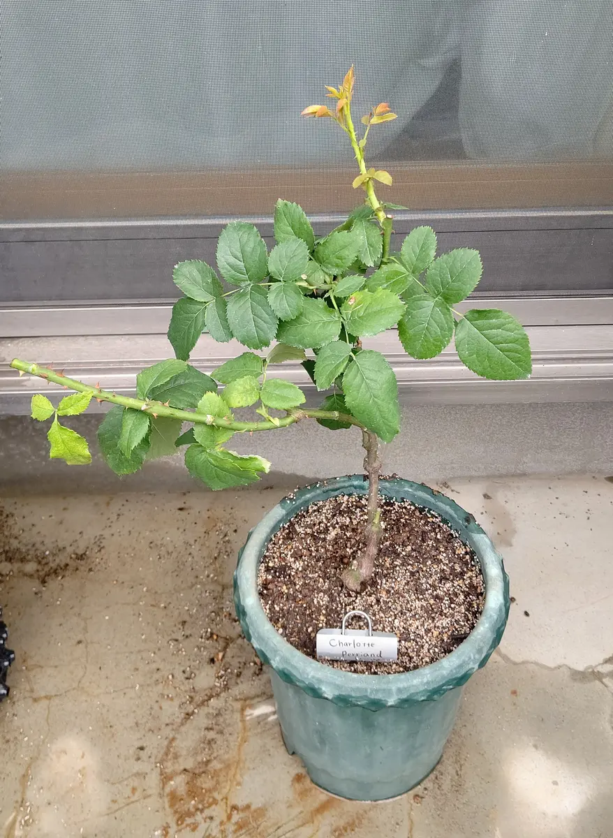 和ばら「シャルロットペリアン」｜園芸日記bywakaba｜みんなの