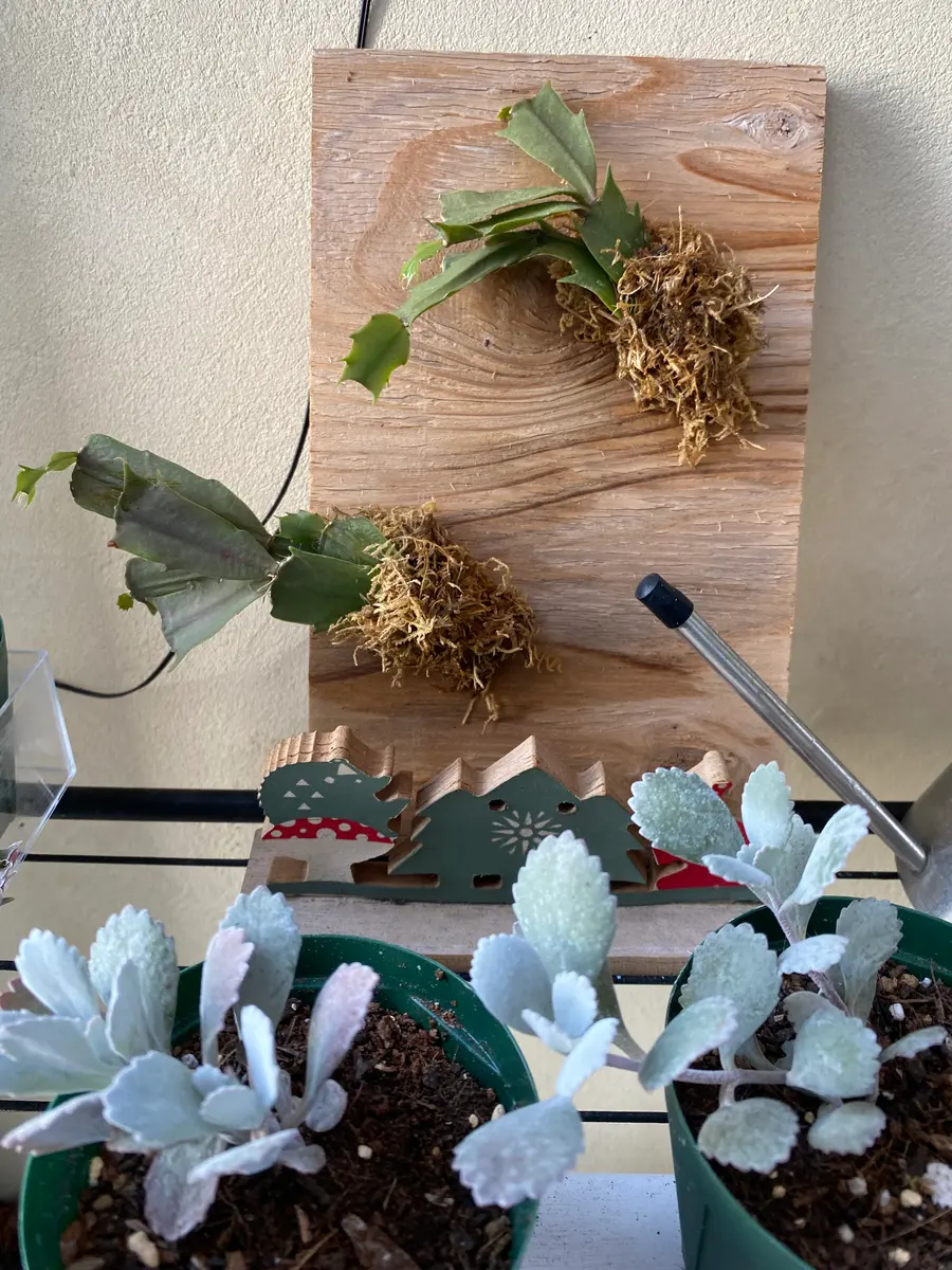 夏のシャコバサボテン｜園芸日記byまいん｜みんなの趣味の園芸｜1105210