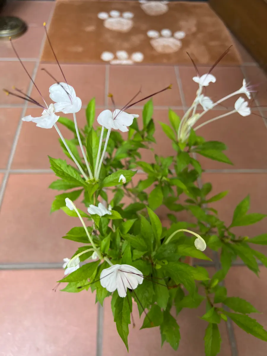 クレロレンドルム・マクロシフォン 苗 花木 観葉植物 花卉園芸