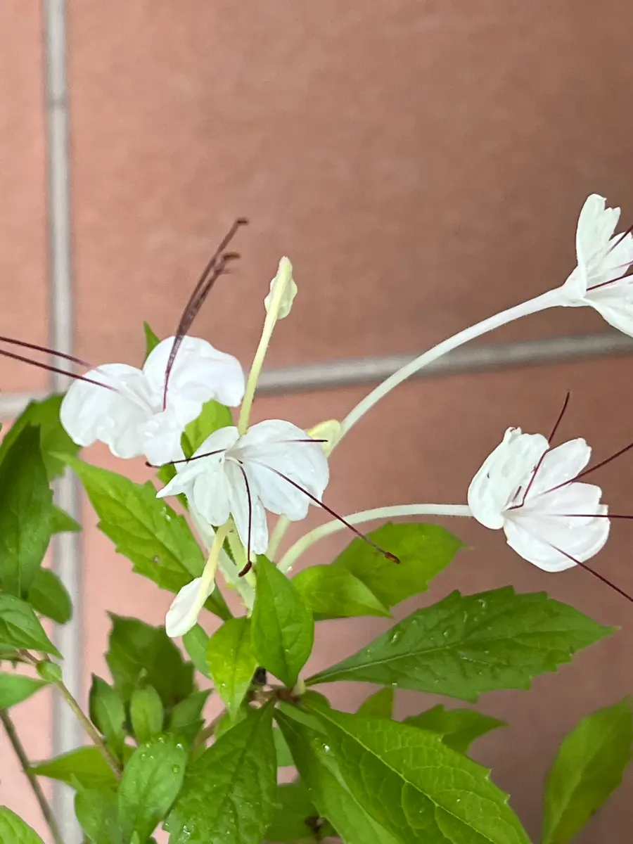 クレロデンドルム・マクロシフォン｜園芸日記by真深｜みんなの趣味の