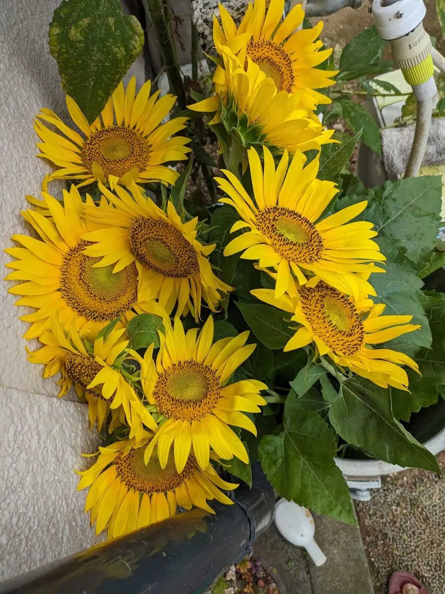 買ってきたひまわりを活けました🌻🌻｜園芸日記by毎日お花