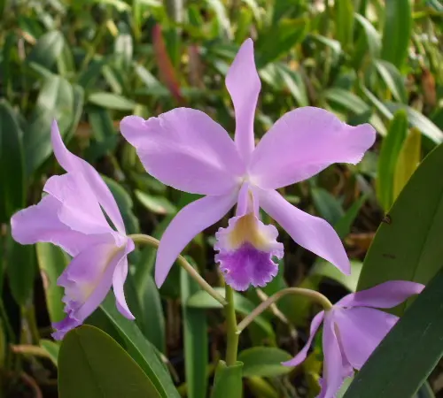 CattleyaPortiacoerulea'Capri'｜園芸日記by富山昌克